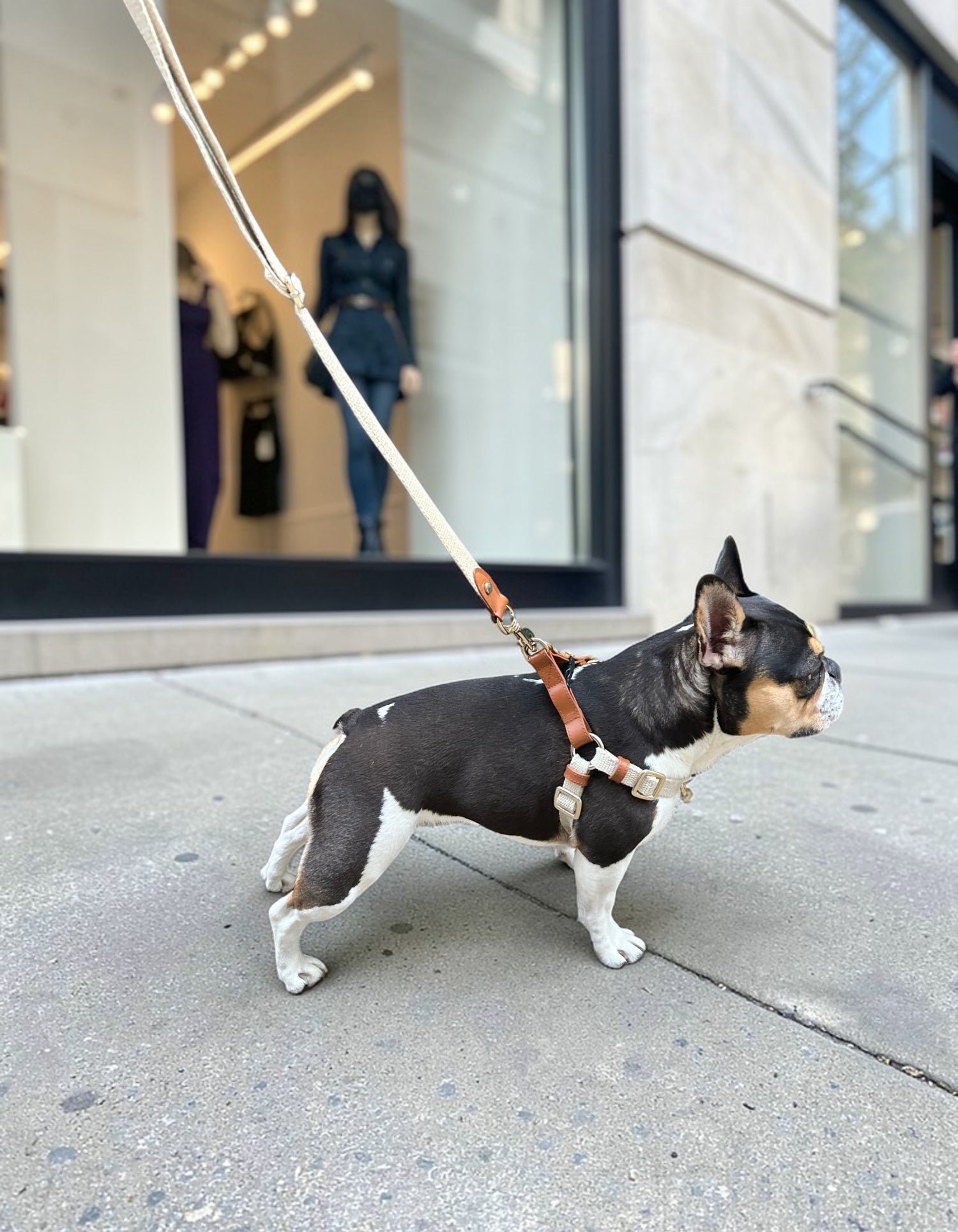 Small black and white dog on a leash in an urban setting with a store in the background.