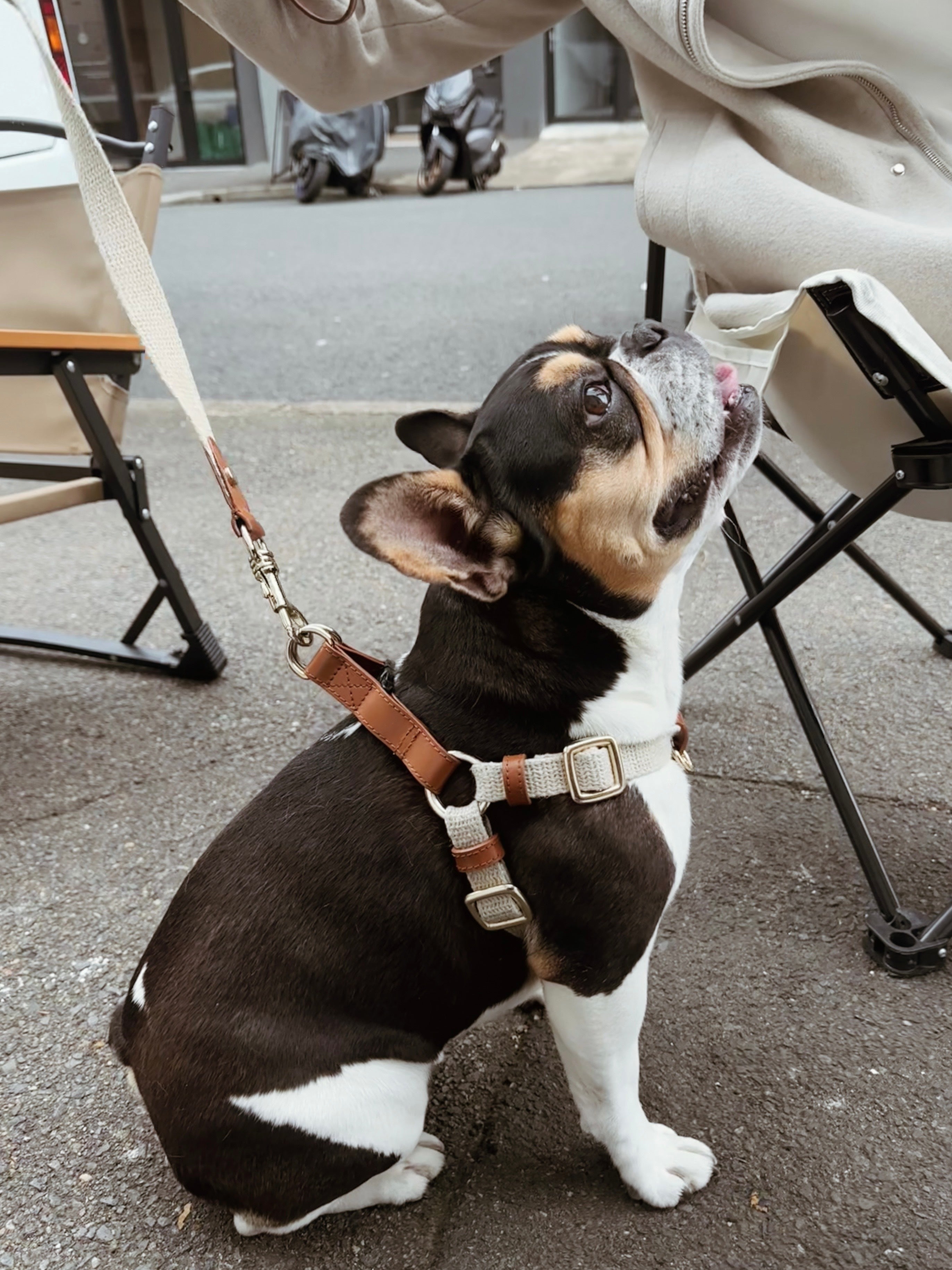 Small black and white dog on a leash in an outdoor setting