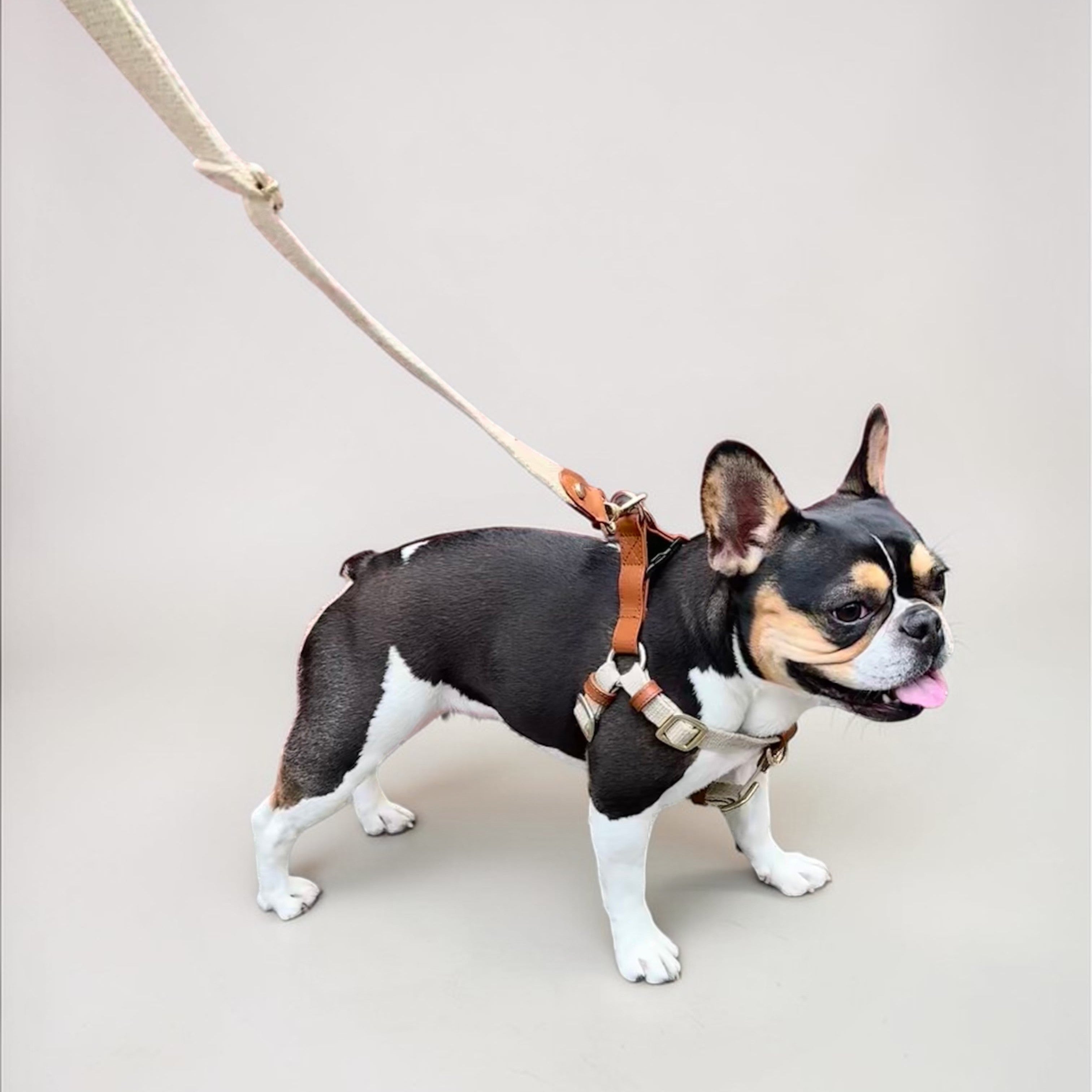Small dog on a leash standing on a plain background